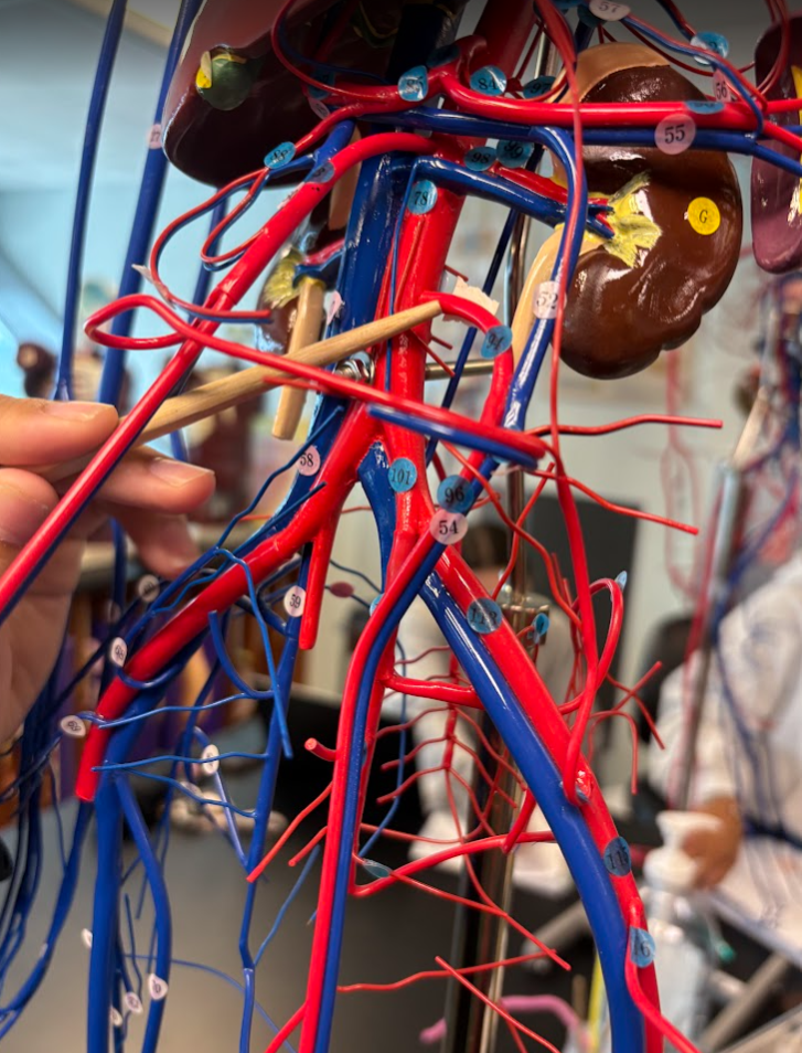 <p>Inferior mesenteric artery (94)</p>