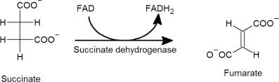 <p>What is Succinate Dehydrogenase?</p>