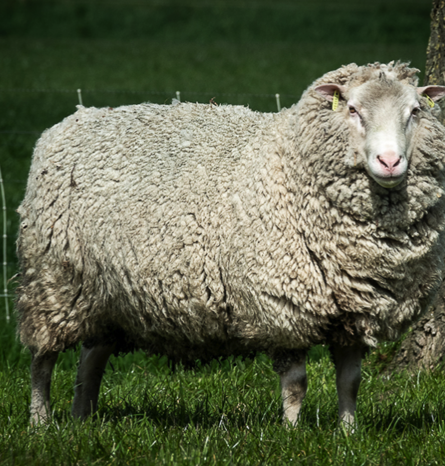 <p>Erg agressief</p>