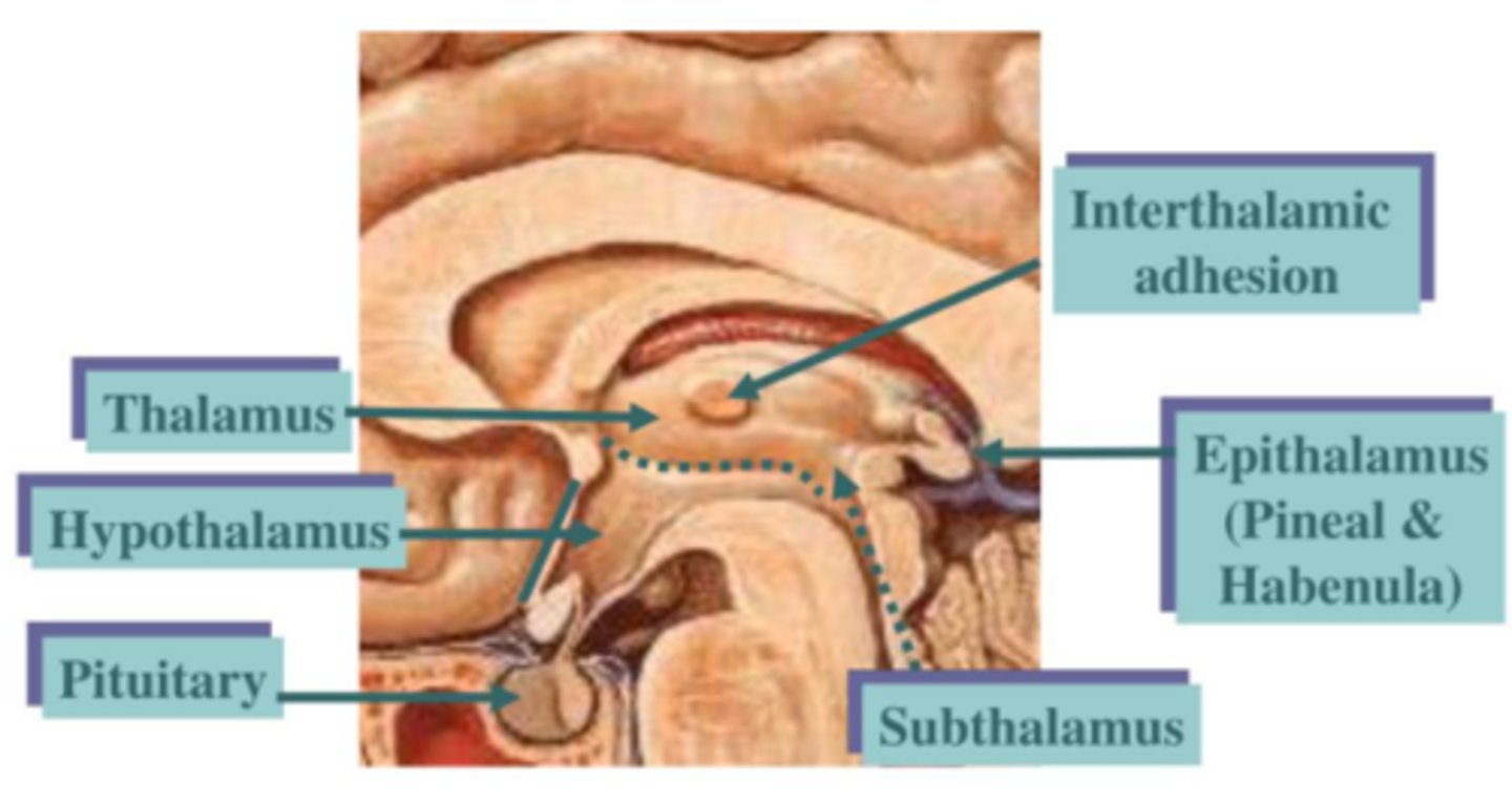 <p>po stronie podstawnej: podwzgórze, niskowzgórze</p><p>po stronie grzbietowej: wzgórze i nadwzgórze</p>