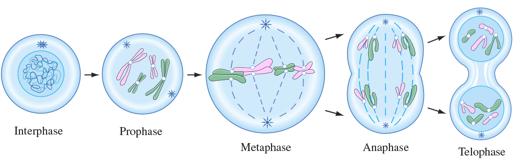 <p>anaphase </p><p>anaphase=apart </p>