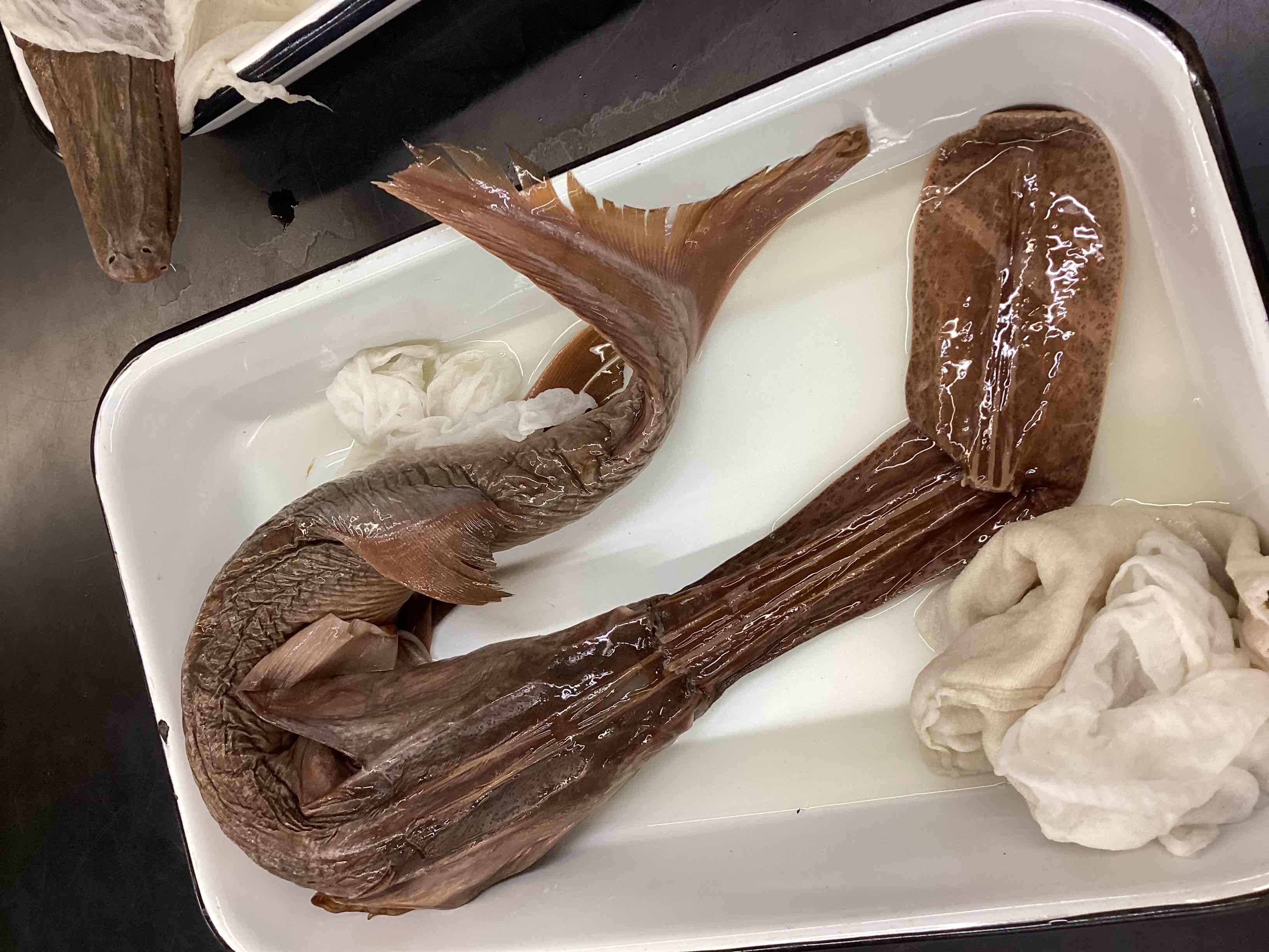 <p>American paddlefish</p>