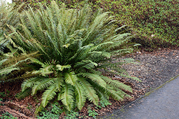 <p>polystichum munitum</p><p>characteristics: polySTICH—stitching pattern on underside of fern, leaves look like swords with a hilt, seed packets</p>