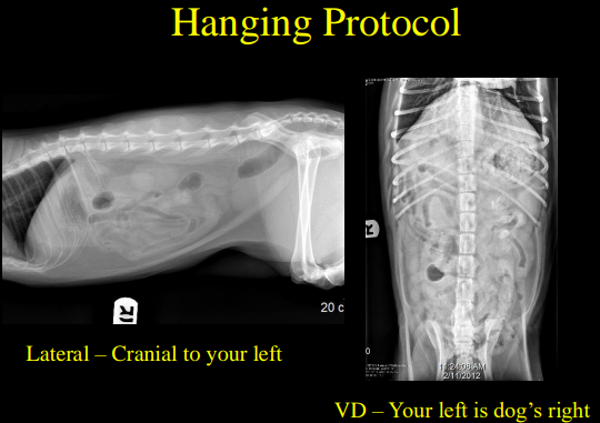 <p>abdomen imaging principals </p>