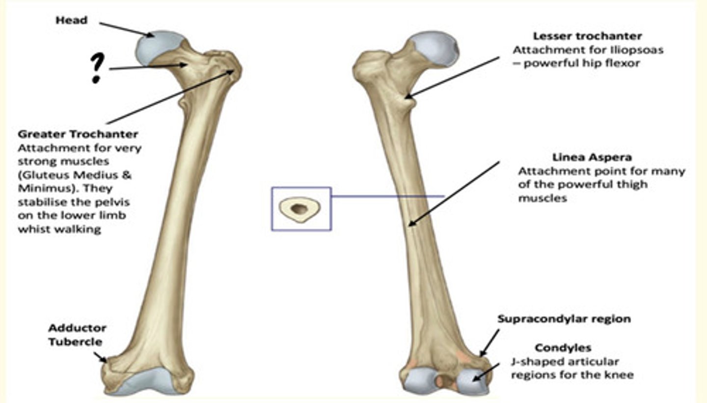 <p>Neck </p><p>Prone to fracture - elderly fall</p>