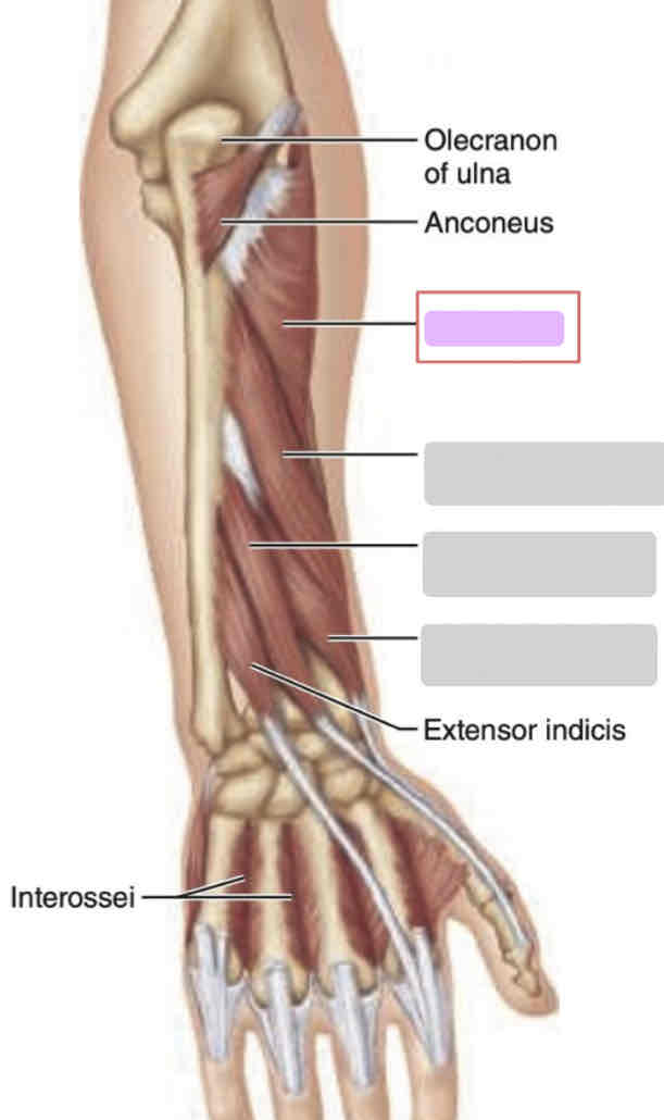 <p>Prone arm</p>