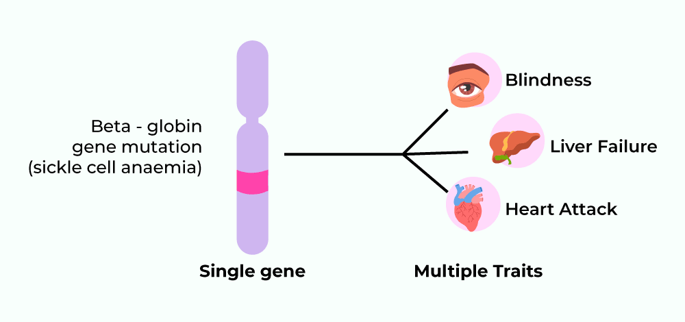 <p><span>Pleiotropic genes affect more than one phenotypic character </span></p><ul><li><p><span>EX. Symptoms of sickle cell disease are due to a single gene</span></p></li></ul>