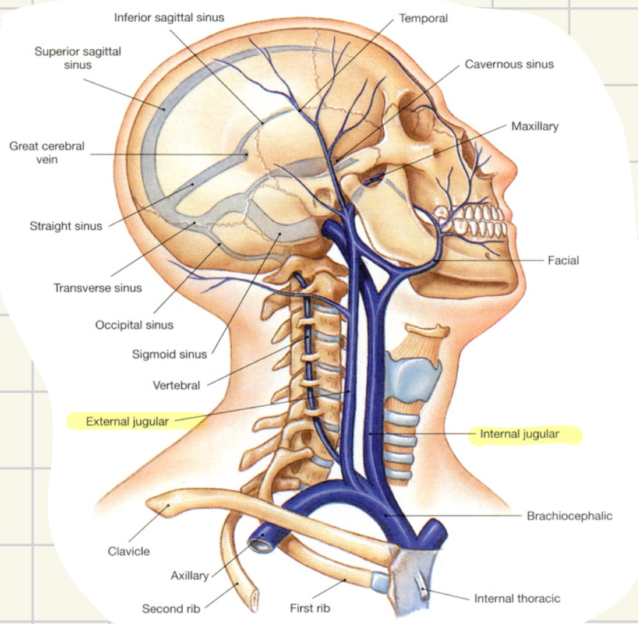 <ul><li><p>internal jugular: from the brain</p></li><li><p>external jugular: from the face and scalp</p></li></ul>