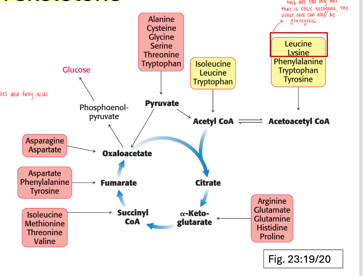 <ul><li><p>Carbon skeletons are funneled into 7 molecules.</p></li><li><p>AAs are either <strong><mark data-color="#fffd25" style="background-color: #fffd25; color: inherit">ketogenic</mark></strong> (can form ketobodies and FA) or <span><strong><mark data-color="#efa4d2" style="background-color: #efa4d2; color: inherit">glucogenic</mark></strong></span> (goes into the TCA-cycle)</p></li></ul><p></p><ul><li><p>Leucine and Lysine are the only AAs that is fully ketogenic, the rest of the moelcules can also be glucogenic. </p></li></ul><p></p>