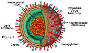 <ul><li><p>spherical shape</p></li><li><p>2 glycoproteins: hemagglutinin (HA) &amp; neuraminidase (NA)</p></li></ul>