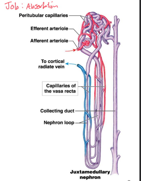 <p>Specialised for absorption, receives filtered blood from glomerulus via efferent arteriole, and reabsorbed filtrate from nephron. </p>