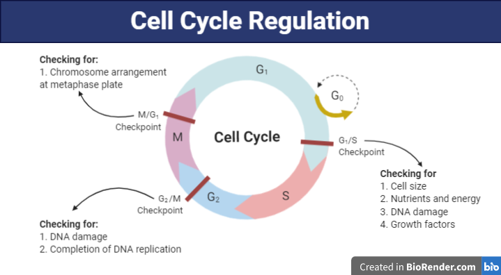 <p>“Control”. The purpose of cell division is to replace dead or damaged cells, and for growth and requires a stimulus to divide. For any organism to develop properly and to remain healthy, its cells must divide only at certain times and they must stop dividing at the correct time. This requires a delicate balance among many different regulatory signals. Within a cell, specific protein interactions serve as “start” or “stop” signals also known as Stimuli (a trigger, “go”). These include <u>environmental agents</u> (toxins/radiation, UV), <u>damage to neighboring cells</u> (bruises, cuts or burns), <u>hormone signals</u> (HGH, thyroxin) and <u>genes within the cell</u>. Genes are a code which produce certain proteins; the “Alarm clock”. The cell cycle is carefully regulated by specific regulatory signals. Interference with these signals can result in uncontrolled cell division and the development of cancer</p>