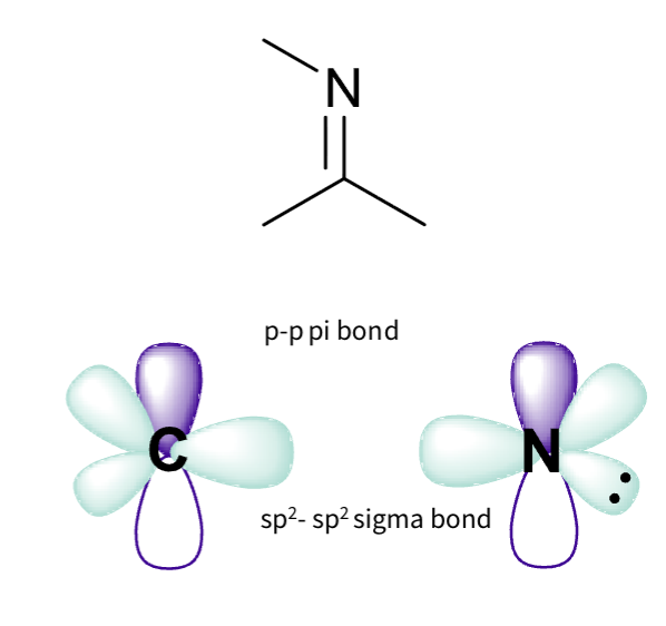 <p><span><span>imine- carbon doble bond nitrogen </span></span></p><p><span><span>Carbon :</span></span></p><ul><li><p><span><span>Three sigma bonds</span></span></p></li><li><p><span><span>two hydrogen 1s orbitals</span></span></p></li><li><p><span><span>one oxygen hybridised orbital</span></span></p></li><li><p><span><span>sp2 hybridised</span></span></p></li></ul><p><span><span><br>Nitrogen:</span></span></p><ul><li><p><span><span>two sigma bonds – overlap of sp2 hybridised orbitals</span></span></p></li><li><p><span><span>one pi bond – overlap of p orbitals</span></span></p></li><li><p><span><span>lone pair is in non bonding hybrid orbitals</span></span></p></li></ul><p></p>