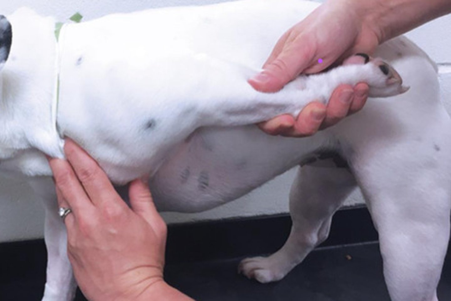 <p>What does the "biceps test" look for?</p><p>How do you do it?</p>