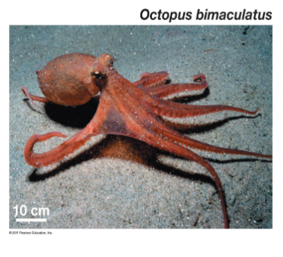 <p>phylum molluska, octopus, brain and well developed eyes,&nbsp;“Shell” is beak, internal fertilization and eggs</p>