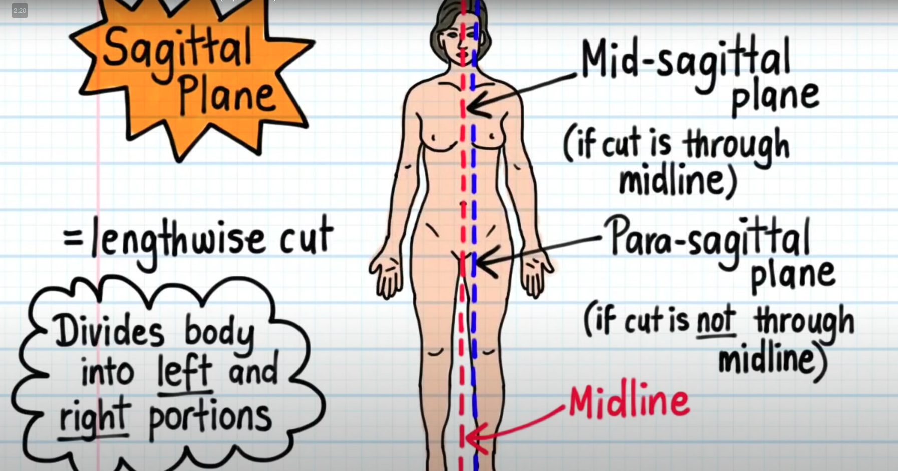 <p>length-wise cut. Divides body into left and right portions</p><p>Example: mid-sagittal plane and Para-sagittal plane (check image)</p>