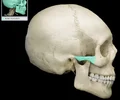 <p>Bony arch formed by zygomatic bone (temporal process) and temporal bone (zygomatic process) Posterior and inferior to lateral margin of orbit Palpable where cheek and temple meet Provides attachment for masseter muscle</p>