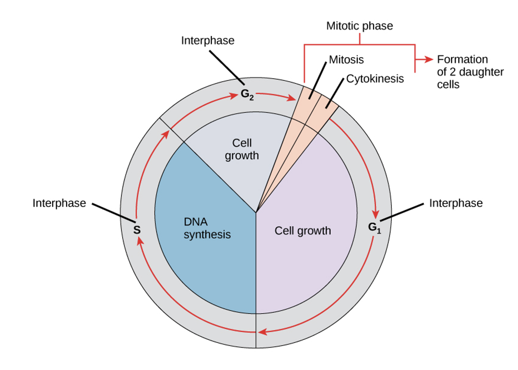 <p>change is not evident (“first gap”), but the cell is biochemically active</p>