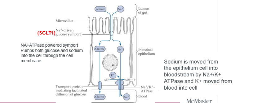 <p>sodium dependent glucose cotransporters, active. active transport. SLGT1 is for glucose and galactose, Na+/K+ ATPase maintains sodium balance in cell</p>
