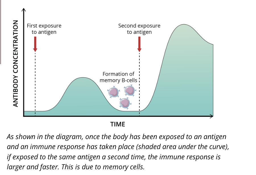<ul><li><p>immunological memory occurs when there is a second encounter with an antigen, that induces a heightened state of immune reactivity</p></li><li><p>this is mediated by memory B cells</p></li></ul><p></p>