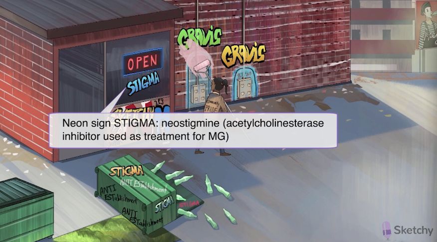 <p>Cholinergic Clinical Uses: Neuromuscular junction</p><ul><li><p>Myasthenia gravis<br></p><ul><li><p>Edrophonium is used as a diagnostic agent; not available in the US</p></li><li><p><span><strong>[...]</strong></span> and <span><strong>[...]</strong></span> are used for long-term therapy&nbsp;</p></li></ul></li></ul><p></p>