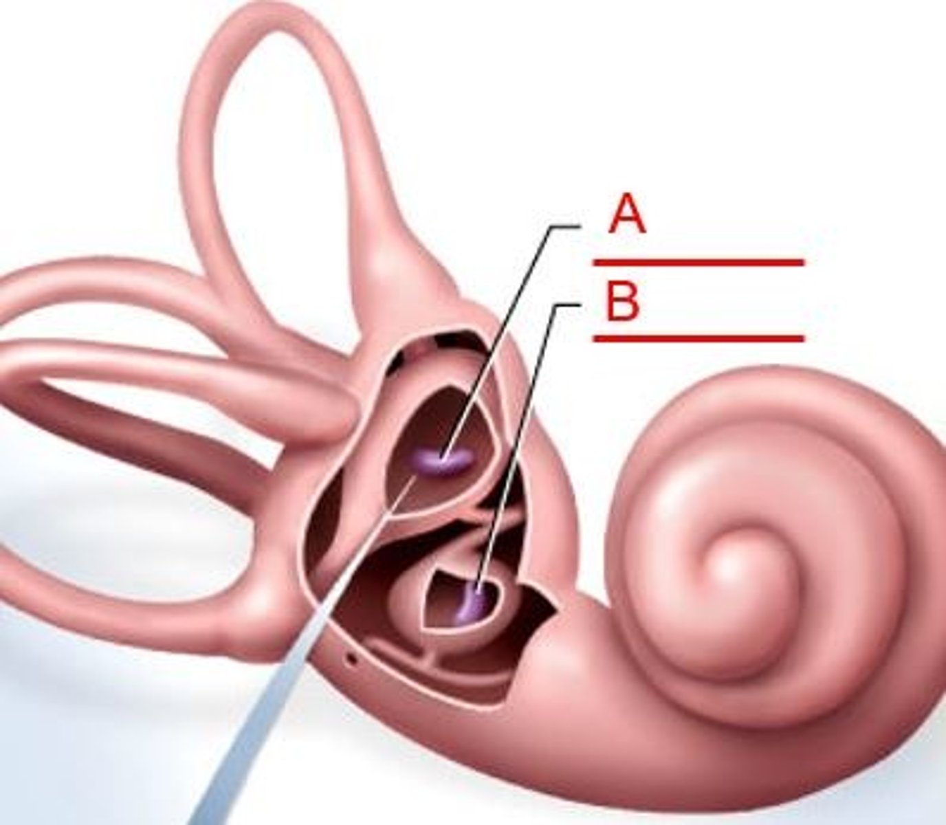 <p>-Lies horizontally on floor of utricle</p>