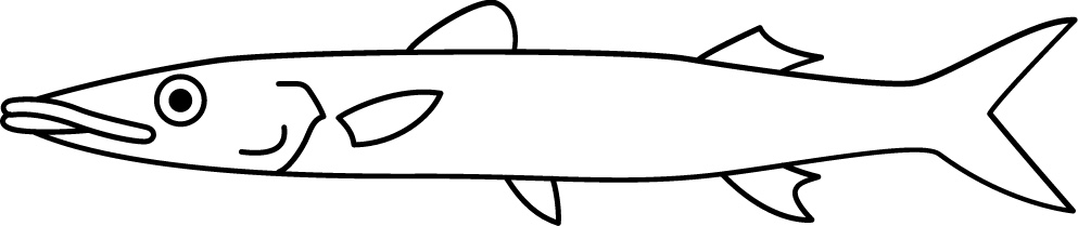 <p>Big mouth<br>Pointed teeth<br>Elongated body<br>Size: 70 cm</p>