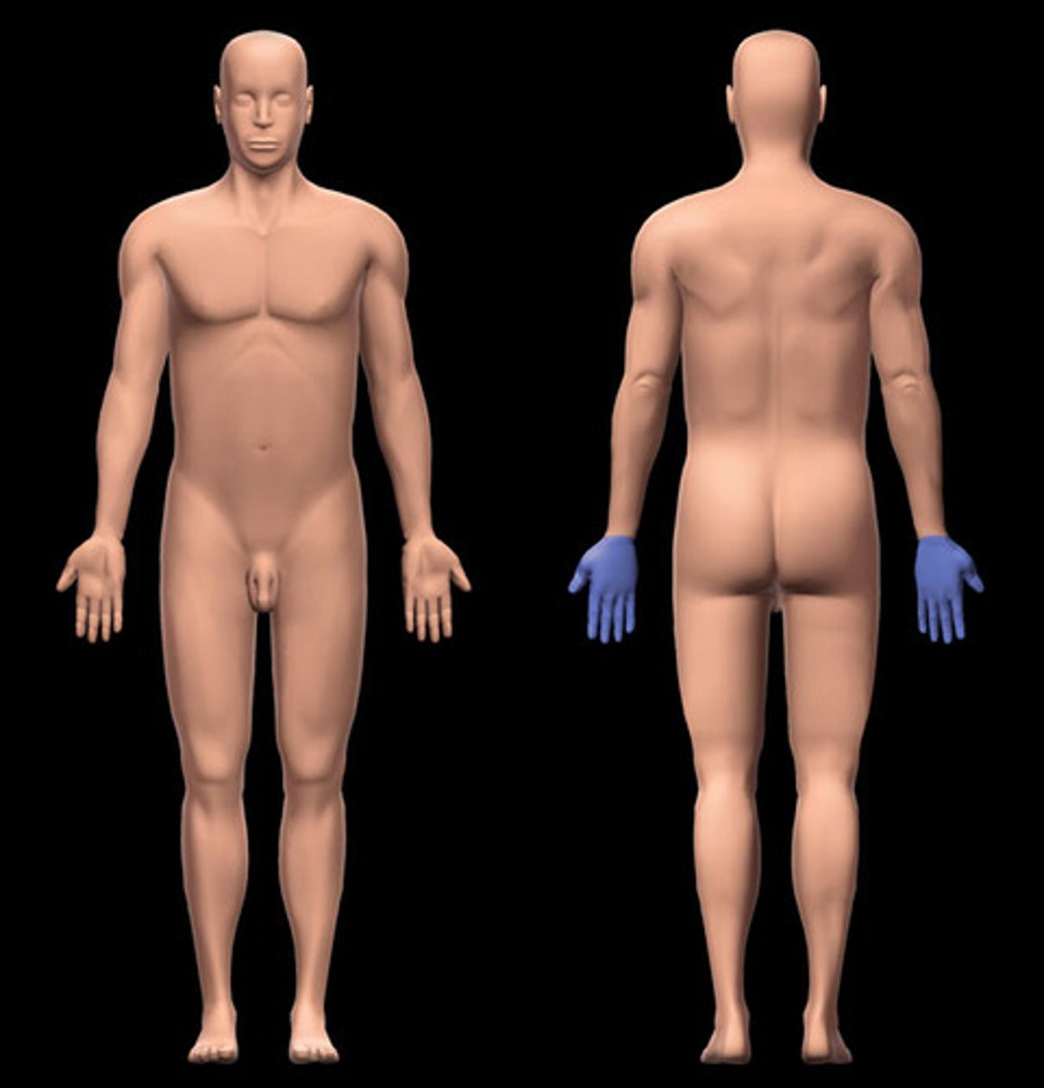<p>back of hand</p>