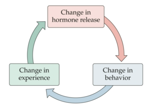 <ul><li><p><span style="background-color: transparent;"><span>Hormonal + neural systems interact to produce response </span></span></p></li><li><p><span style="background-color: transparent;"><span>Our actions modify sensory input</span></span></p></li></ul><ul><li><p><span style="background-color: transparent;"><span>Hormones adjust body’s responses to match demands of stimulus </span></span></p></li><li><p><span style="background-color: transparent;"><span>Reciprocal influences of each other → experience affects hormone secretions, hormones effect behaviour, behaviour effects future experiences </span></span></p></li></ul><p></p>