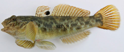 <p>Family Gobiidae</p>