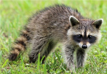 <p><span style="font-family: &quot;Times New Roman&quot;, serif;"><span>Raccoon</span></span></p>