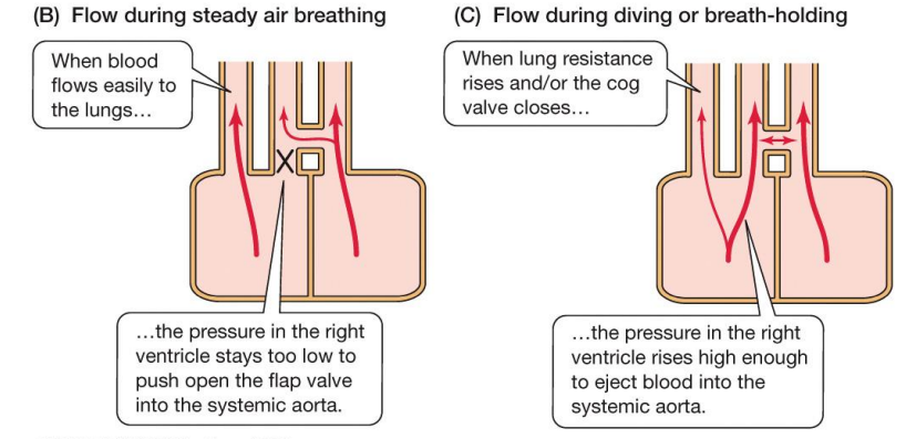 <p>Similar to mammalian heart, but has a right and left aorta connected by the fomaen of Panizza. </p><p>Air breathing: deoxygenated blood doesnt enter the systemic aorta as its closed by a valve</p><p>Breath holding: deoxygenated blood enters systemic aorta</p>