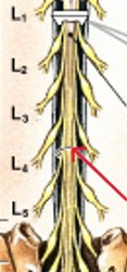 <p>What part of the spinal cord are:</p><ul><li><p>Nerve roots extending below conus medullaris</p></li></ul><p></p>