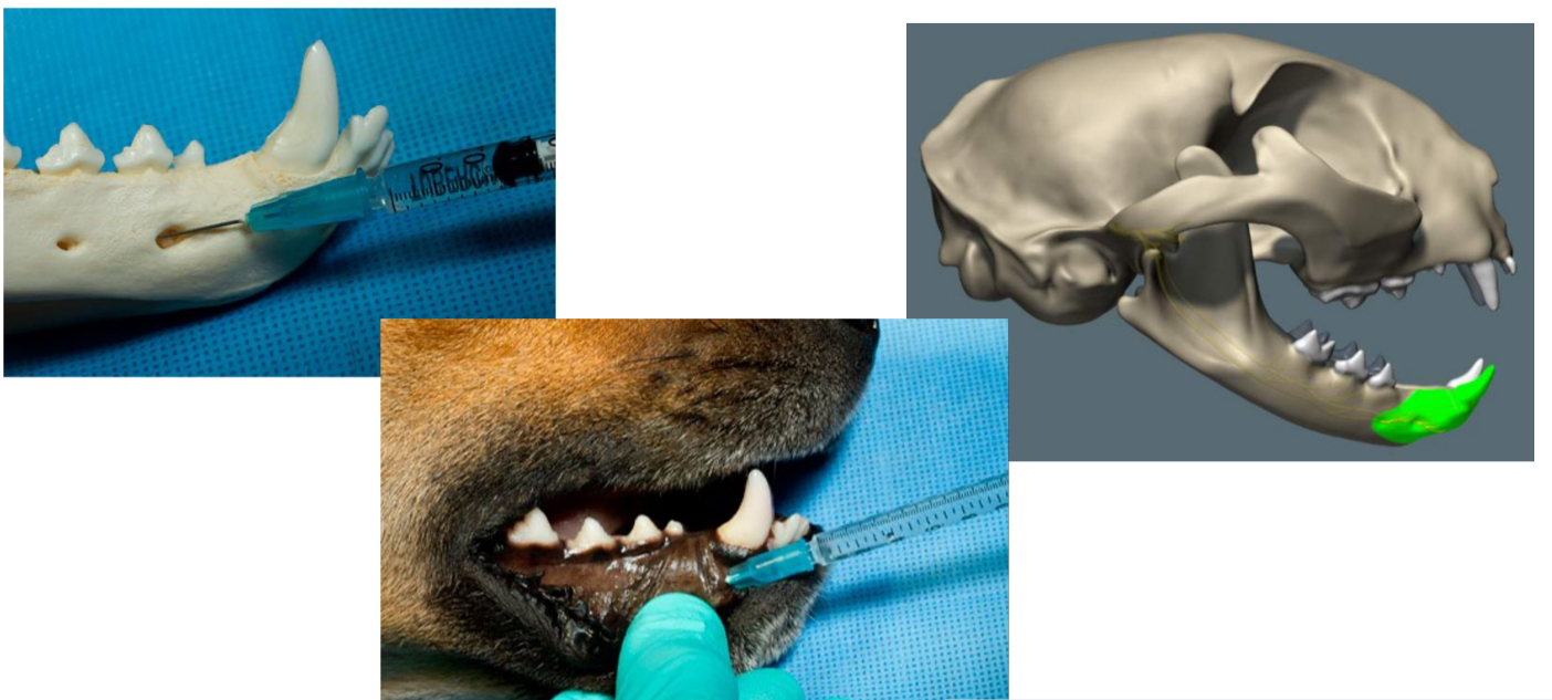 <p>which nerve block is this</p>