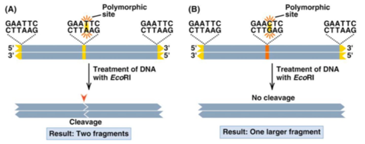 <p>- a mutation in the recognition sequence of a restriction enzyme can lead to the gain or loss of a cutting size in a DNA sequence</p><p>- "normal": has a restriction site which allows the DNA to be cut and replicated</p><p>- "abnormal": has a mutation and no restriction site and therefore the DNA cannot be cut and replicated</p>