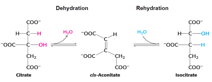 <p>aconitrase catalyzes the <span style="color: red">isomerization</span> of isocitrate from citrate</p>