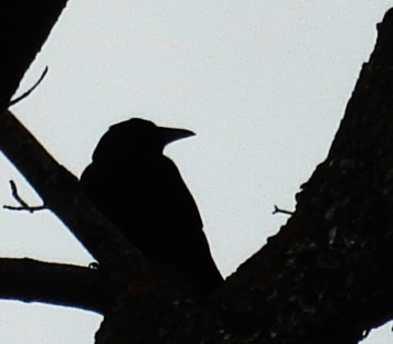 <p>/ˌsɪluˈet/: the dark shape or outline of something against a lighter background : hình bóng, đường nét </p><p>Eg 1: The silhouette of the tree was visible against the moonlight. (Hình bóng của cái cây hiện rõ dưới ánh trăng.) </p><p>Eg 2: The painting captures the silhouette of the city skyline. (Bức tranh khắc họa đường nét của đường chân trời thành phố.)</p>