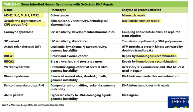 <ul><li><p>MSH2/3/6, MLH1, PMS2 (BER) → colon cancer</p></li><li><p>Xeroderma pigmentosum (NER) → skin cancer</p></li><li><p>BRCA1/2 (HR) → breast/ovarian cancer</p></li></ul><p></p>