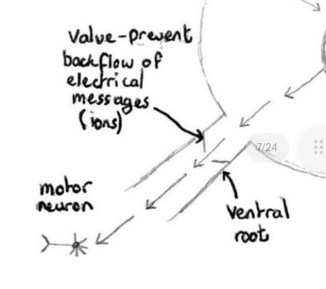 <p>Message passed out of spinal cord on the motor neuron via ventral root (one-way door out).</p>