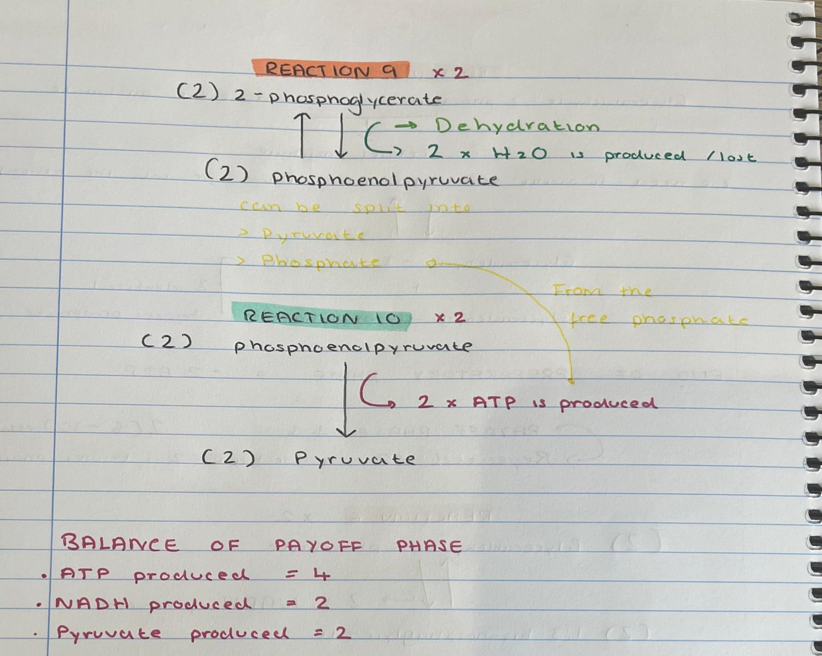 <p>reactions 9 and 10 read - i’ve added the enzymes to the OG so read the paper </p>