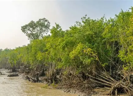 <p>why does vegetation removal increase flood risk- LOCAL FACTORS</p><p>what types reduce the risk and explain w sttastic for magroves and where the loss is then used for</p>