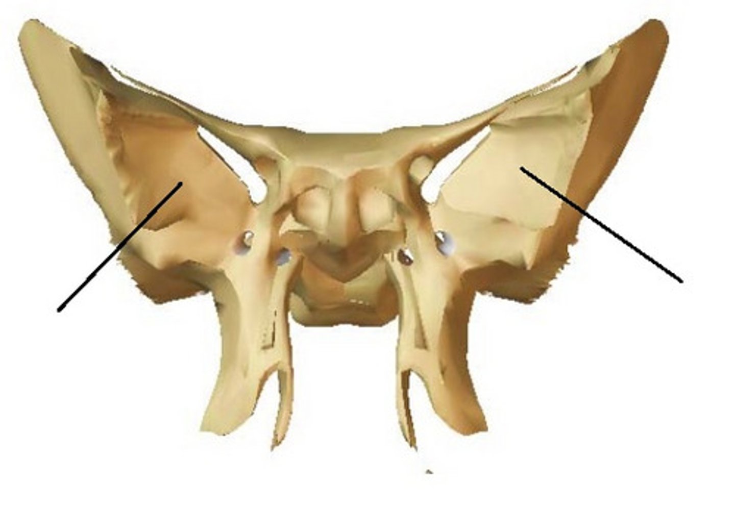 <p>the portion of the sphenoid behind each eye socket/orbit</p>