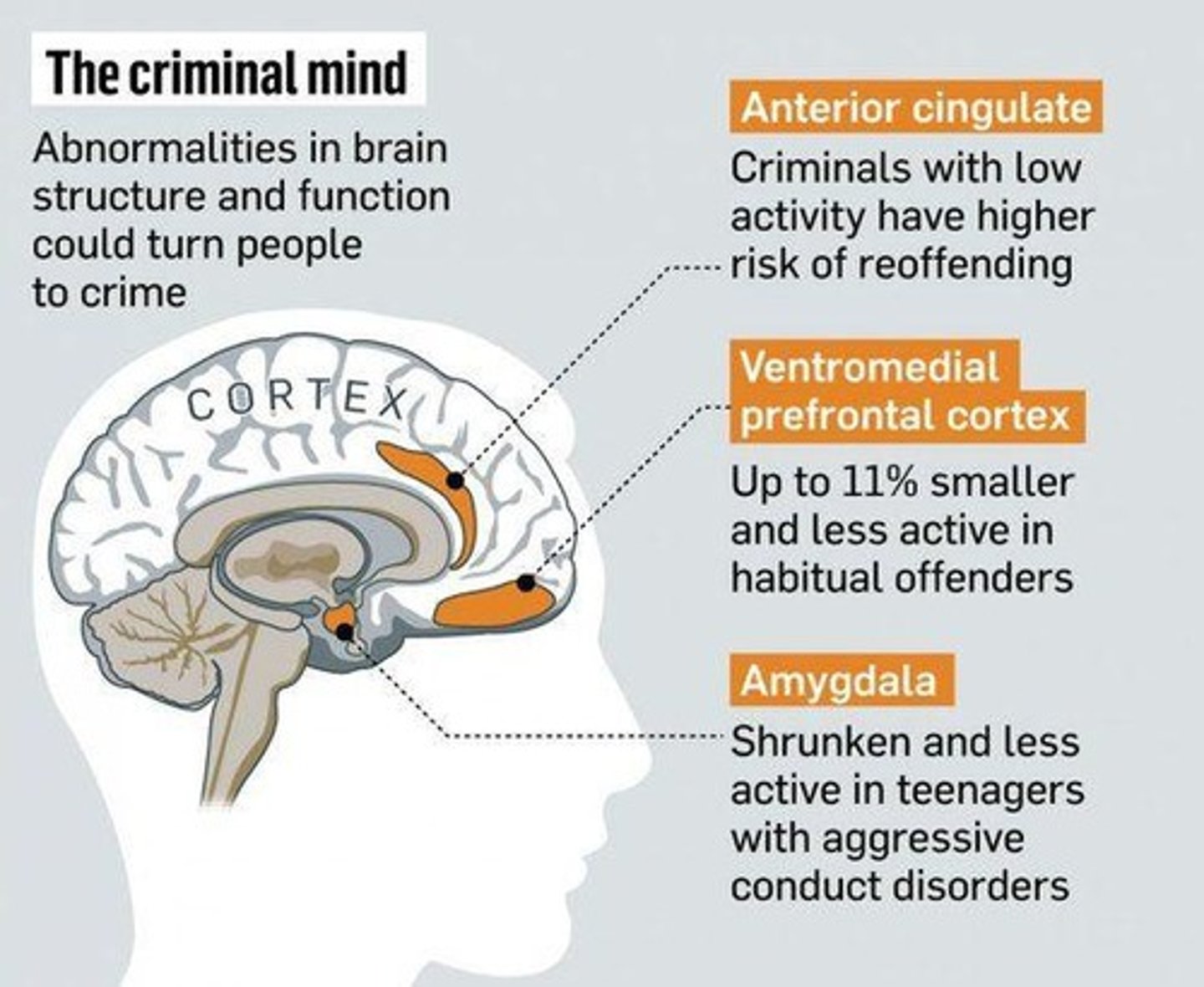 <p>The pre-frontal cortex is responsible for decision-making and rational thinking; its underdevelopment may lead to impulsive and irrational decisions.</p>