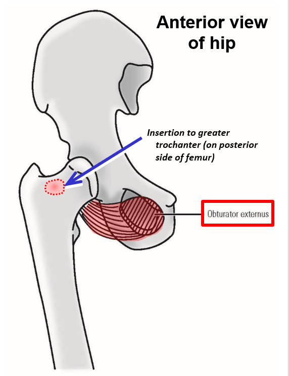 <p><span><u><span>Origin</span></u><span> - external surface of obturator foramen</span></span></p><ul><li><p><span><span>Muscle origin is in deep, medial thigh - it then runs medial and posterior to the femur</span></span></p></li></ul><p><span><u><span>Insertion</span></u><span> - greater trochanter of femur (</span><em><span>on posterior side of femur</span></em><span>)</span></span></p><p><span><u><span>Action</span></u><span> - lateral rotation of thigh at hip joint</span></span></p>