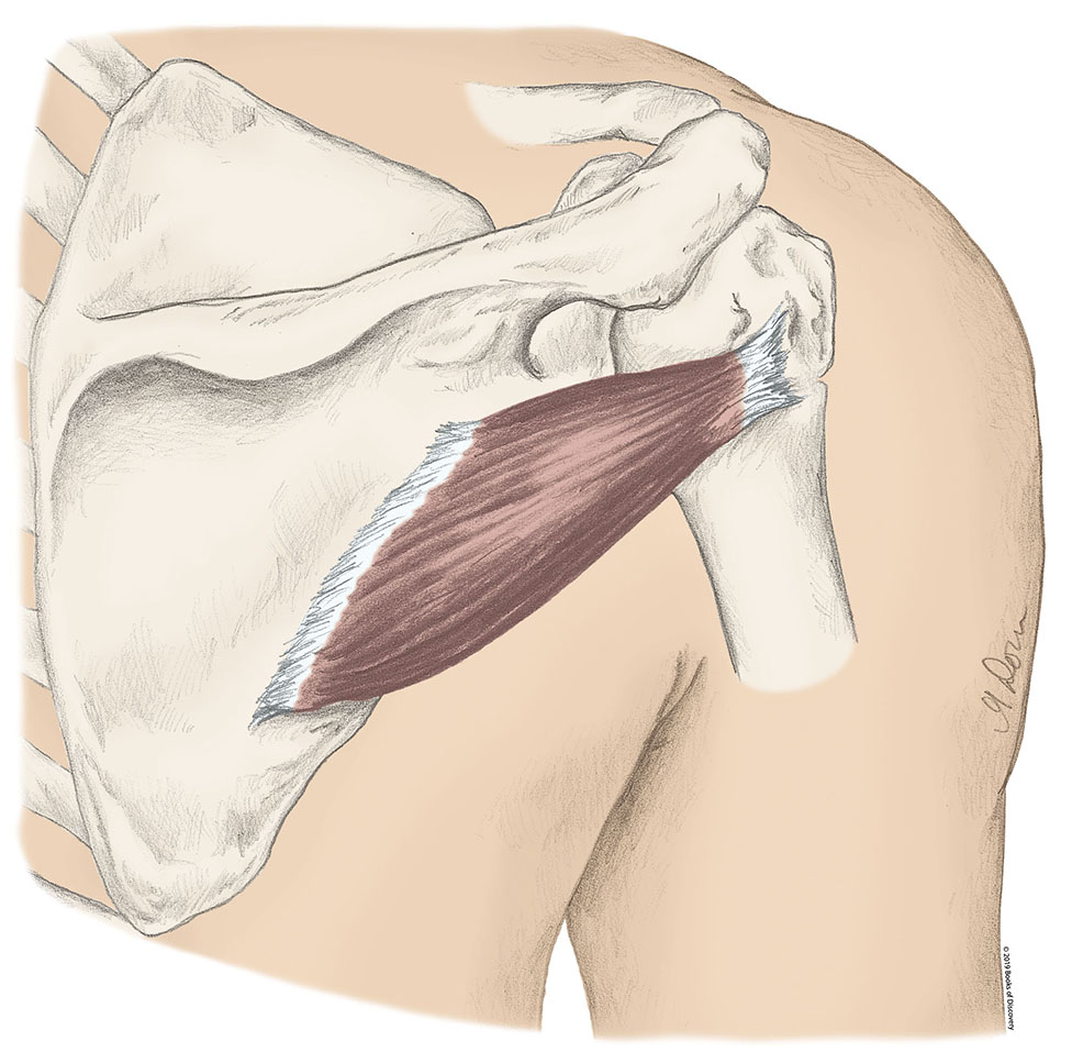 <p>Teres Minor</p>