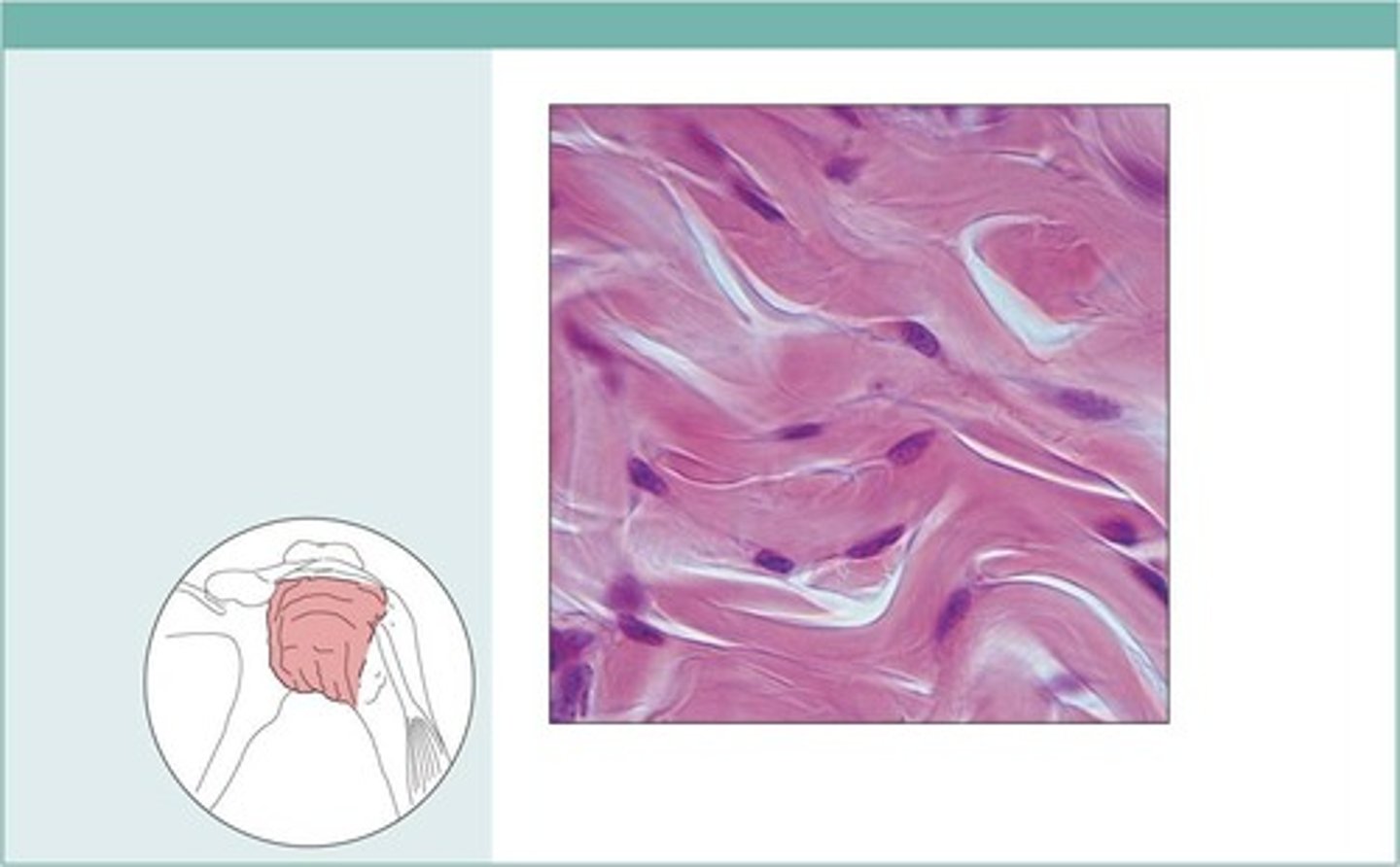 <p>fibrous capsules of organs and of joints; dermis of the skin; submucosa of digestive tract</p>