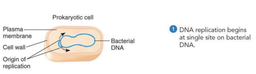 <p>Prokaryotic Cells contain circular DNA molecules</p>