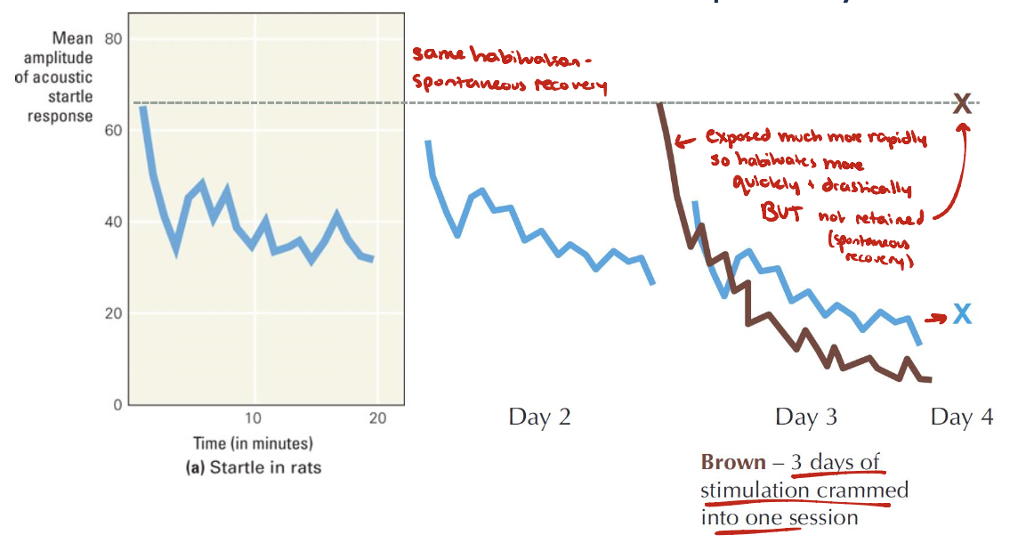 <ul><li><p>Taking breaks between sessions of repeated stimuli makes habituation develop more slowly but last much longer</p><ul><li><p>Ex. studying → spaced repetition vs. cramming</p></li></ul></li><li><p>More frequent stimulation → quicker and more pronounced habituation</p></li></ul><p></p>