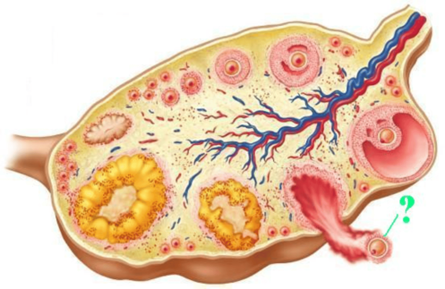 <p>Identify the indicated region of the (ovulated) follicle.</p>