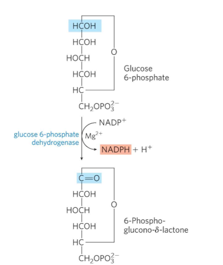 <p>What is Oxidative Step 1?</p>